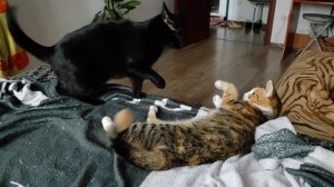 Старшая кошка воспитывает Миру
