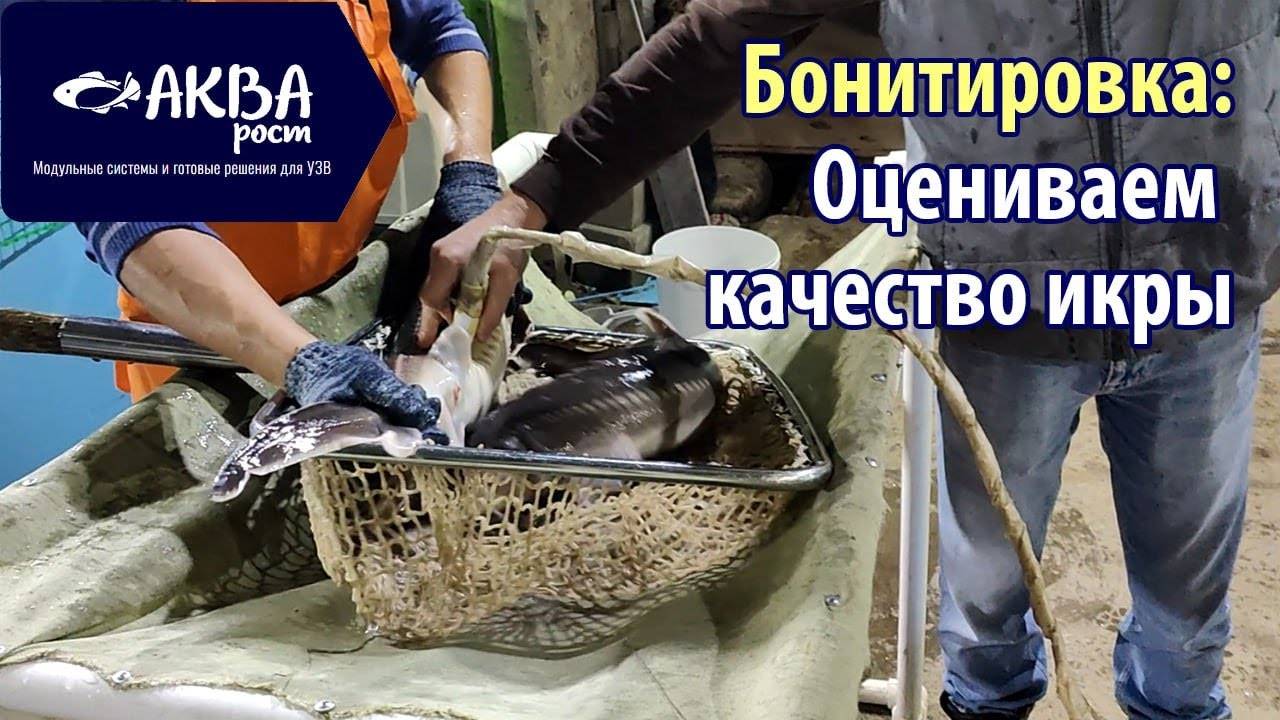 Как происходит бонитировка осетров в УЗВ смотреть онлайн