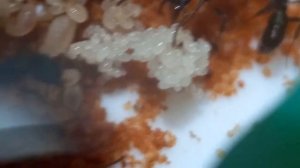 Rhytidoponera metallica colony 70+ workers