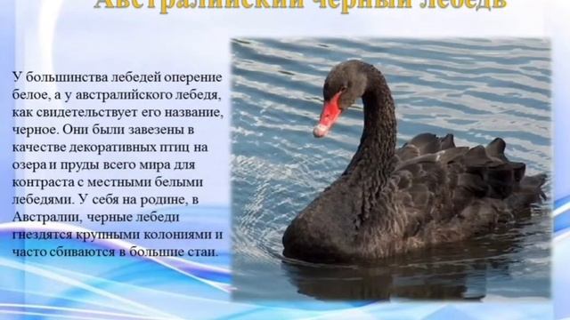 Лебеди смотреть онлайн