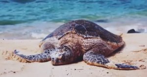 ... Животные Долгожители на планете Земля...