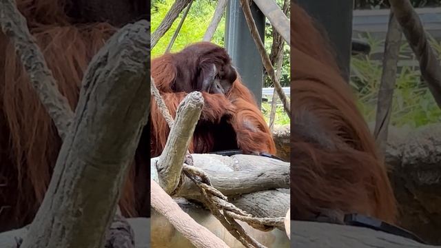 Orangutan  houston zoo