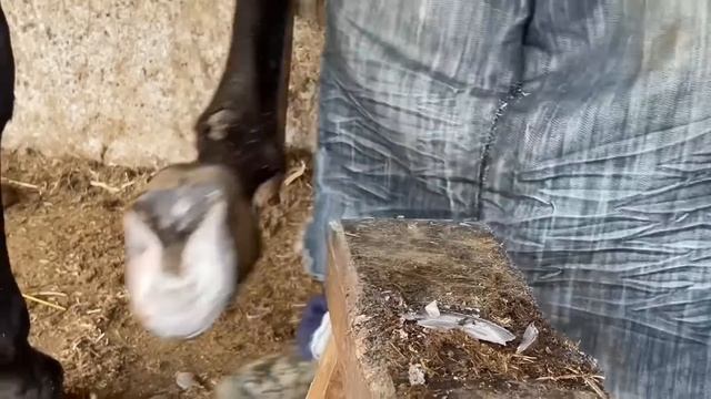 Too much stress, peeling off the white skin piece by piece丨ASMR丨Donkey hoof cutting sound