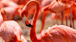 Розовые фламинго, пеликаны и бакланы выбрались на открытые водоемы в Московском зоопарке