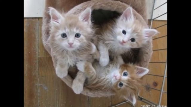 Мое слайд-шоу смотреть онлайн