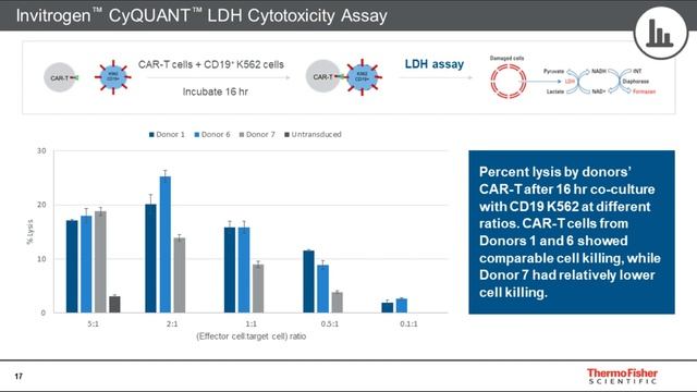 CAR-T Generation for Identity, Purity and Potency Assay Testing