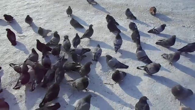 Сизокрылые воркуют 2018 02 12 12 03 52 смотреть онлайн