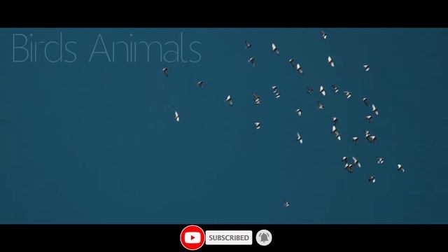 Most expensive racing pigeon (Kabutar) in the world Bolt and Armando || Birds Animals
