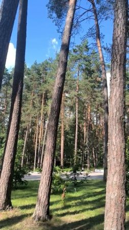 Сосны за городом