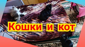 кошки и кот
