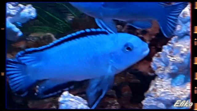 Псевдотрофеусы в аквариуме 🐠🐠 смотреть онлайн