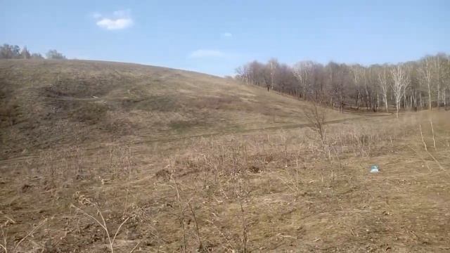 Родник цветы муравьи Бавлинка лес