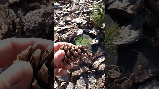 Сеянцы сосны Крымской #сосна смотреть онлайн