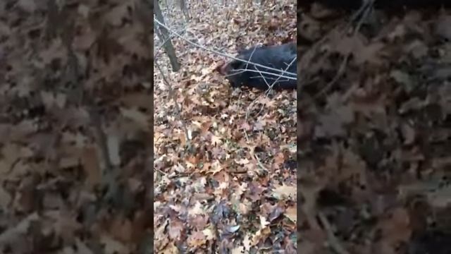 Охота на кабана с лайками! Кабан воскрес из мёртвых смотреть онлайн