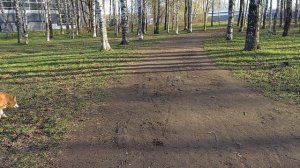 Утренняя прогулка!