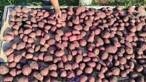 Характеристика сорта картофеля "Аляска". Вы захотите посадить такой картофель! #огородничество