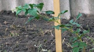 Как выбрать хорошую малину?