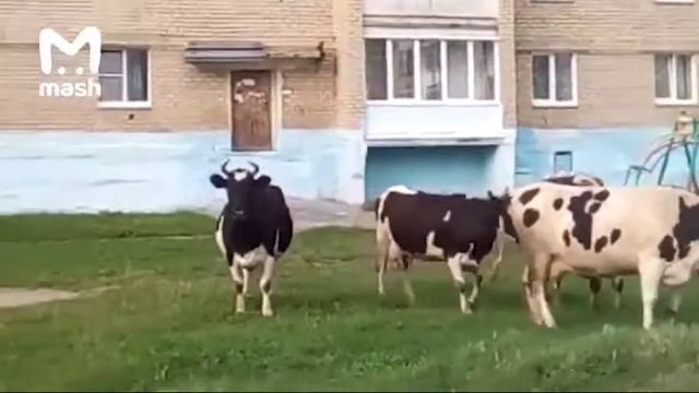 Коровы нападают на людей смотреть онлайн