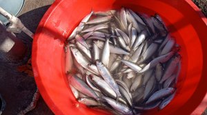 донская селёдка 2025