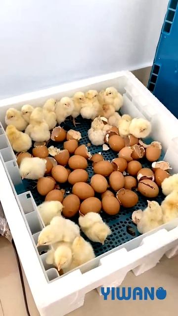 YIWAN 64 eggs incubator# high hatching rate #egg hatcher#YIWANG egg incubator смотреть онлайн