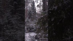 Семейный выход в лес.  Установка ящика на куницу.