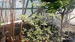 БИОЛИТ с.Алтайское. Экскурсия в огромный питомник растений#питомник#саженцы#сад#алтайское#биолит