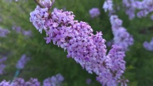 Афганская сирень.