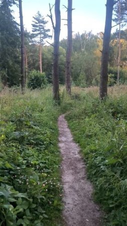 По дорожке