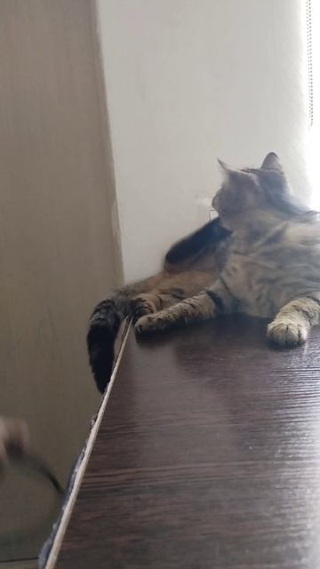 Мой котик 😻