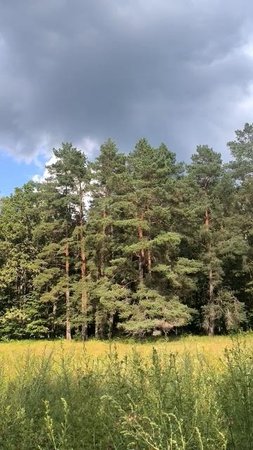 Леса и луга Тульской области