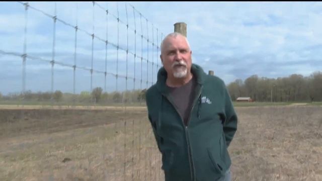 Dakota County's bison herd is growing смотреть онлайн