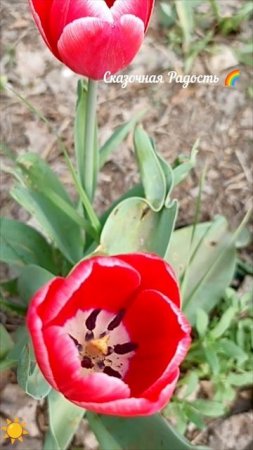 Весна 🌷 тюльпаны ! 19.04.25 год