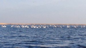 Пеликаны в азовских плавнях. Зима.