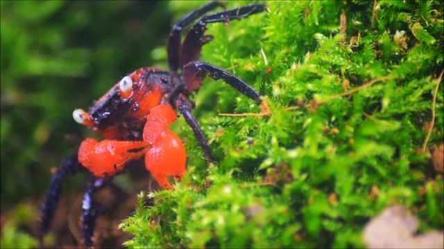 Haltungstipps für Rote Vampirkrabbe/Geosesarma hagen смотреть онлайн