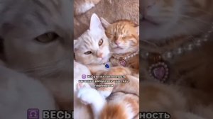 Овны, козероги и все, все все!)))