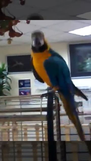 Ара смотреть онлайн