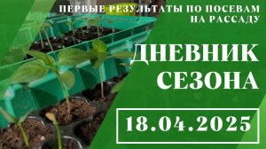Первые результаты по посевам на рассаду // 19.04.2025