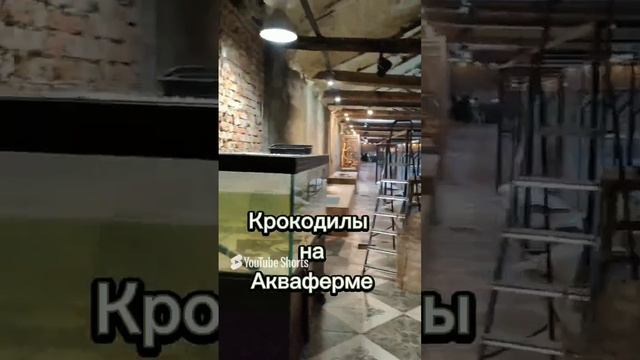 Крокодилы на Акваферме.