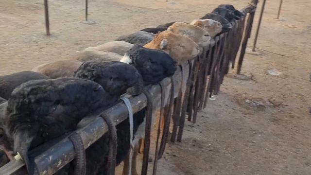 KOMBINAT OPTOM QO‘Y BOZORI YANGI NARXLARI 2022 DEKABIR. смотреть онлайн