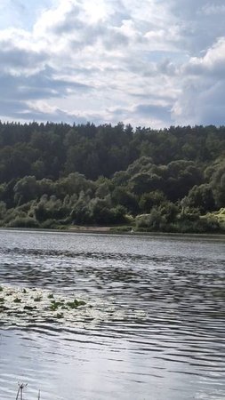 Кувшинки на реке Оке