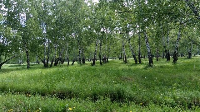 Лето березы июнь.