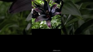 Баллада Атоса "Есть в графском парке черный пруд..." Кавер из фильма "Д’Артаньян и три мушкетёра"