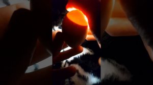 Инкубация в коробке ,поднялась температура 40 градусов ! выживут ли цыплята ?!