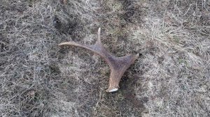 коп металла поиск рогов лося весна 2025