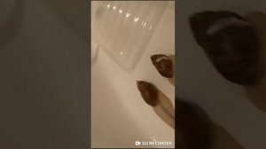 ЖИЗНЬ УЛИТОК