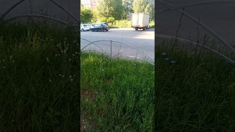 как из палки вырастить дерево