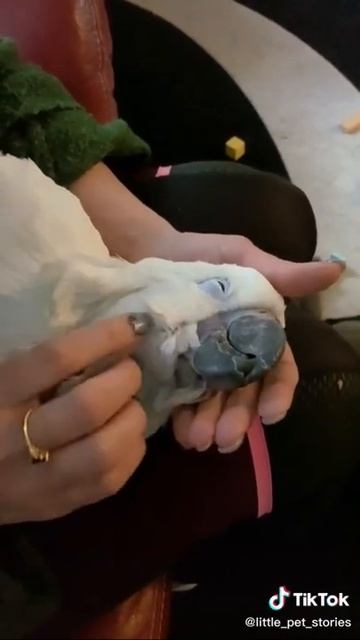 How to pet a parrot? Как правильно погладить попугая? #shorts смотреть онлайн