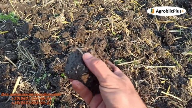 Робота дискової борони Таурус - 2.4. Дисковка бур'яну та соломи. Дніпропетровська область, Павлогра