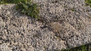 Крепость крестоносцев =Атлит=Кладбище крестоносцев