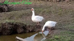 Убираем огород. Тишина.